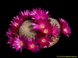 Sulcorebutia crispata L390 2035